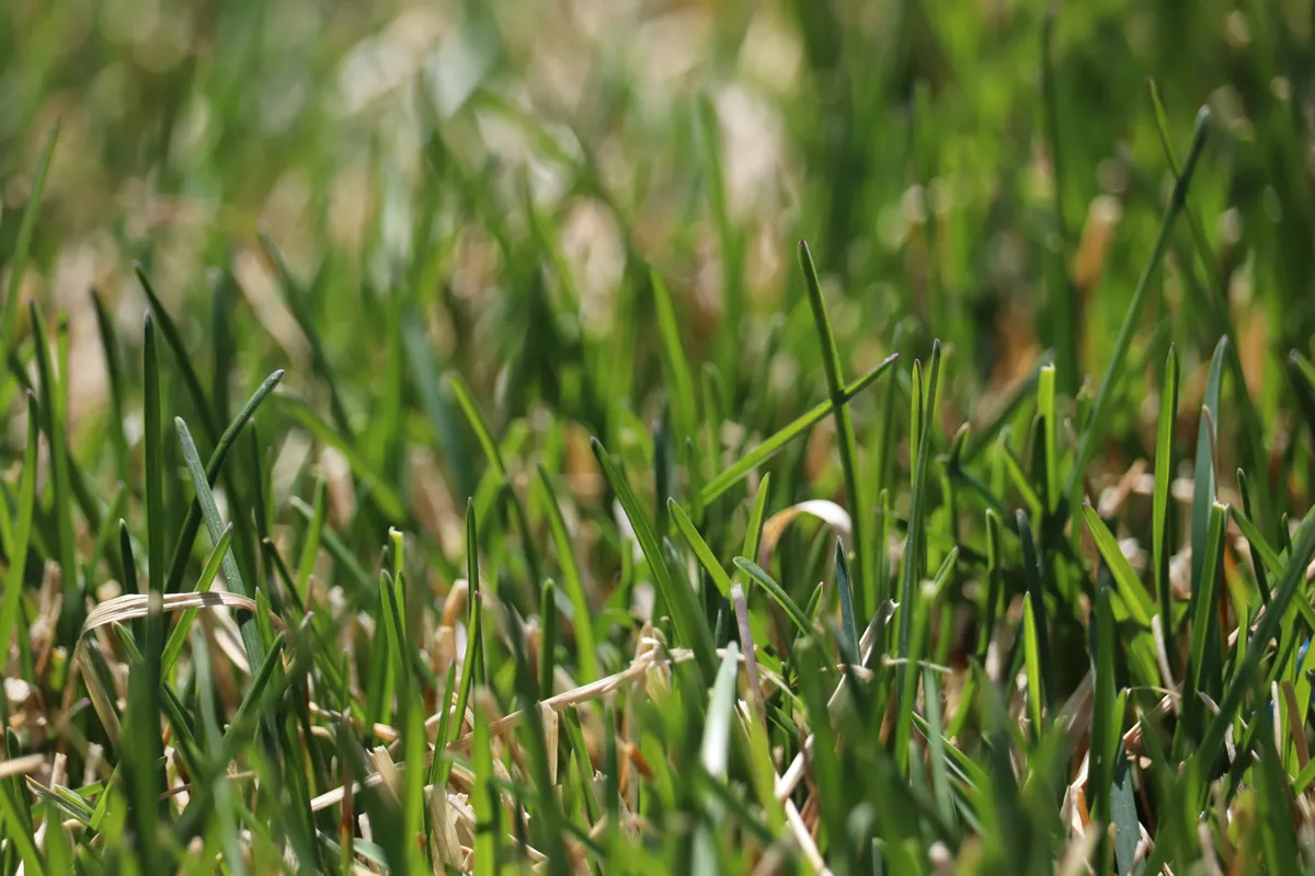 Kentucky Bluegrass Close Up
