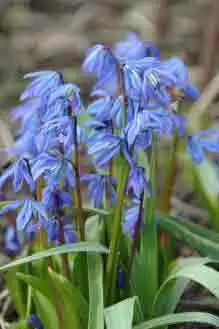 Scilla sibirica - Bright blue flowers in March.