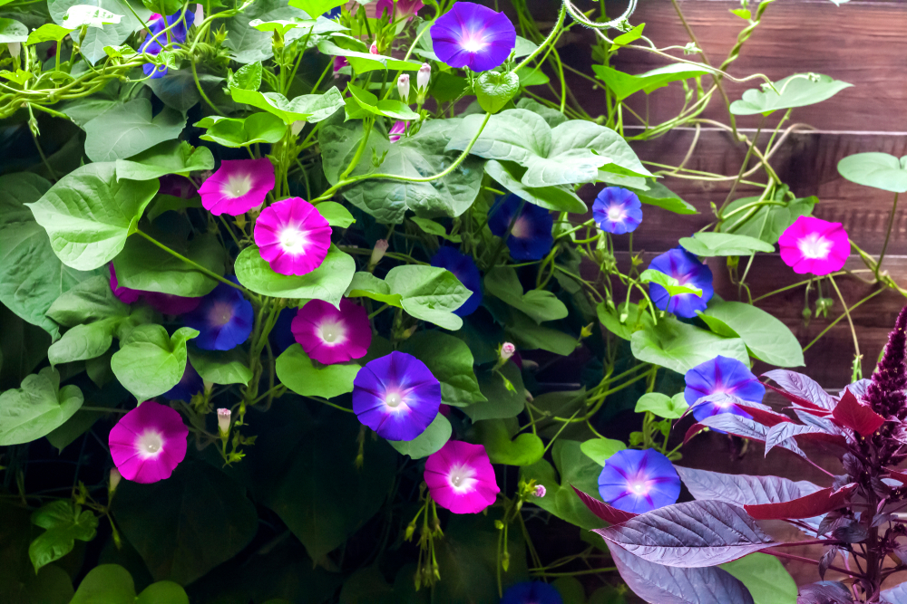 Purple and blue Morning Glory (Ipomoea) flowers climbing along the wooden fence
