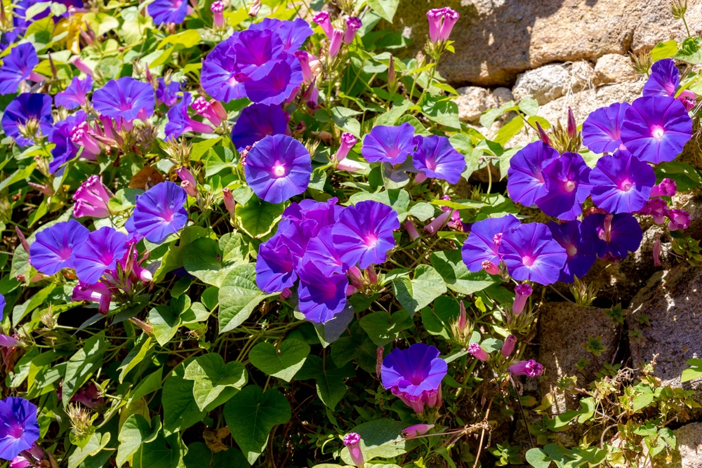 Selective focus of purple blue flower with green leaves as background, Ipomoea is a genus in the flowering plant family Convolvulaceae, Common names morning glory, water convolvulus or kangkung.