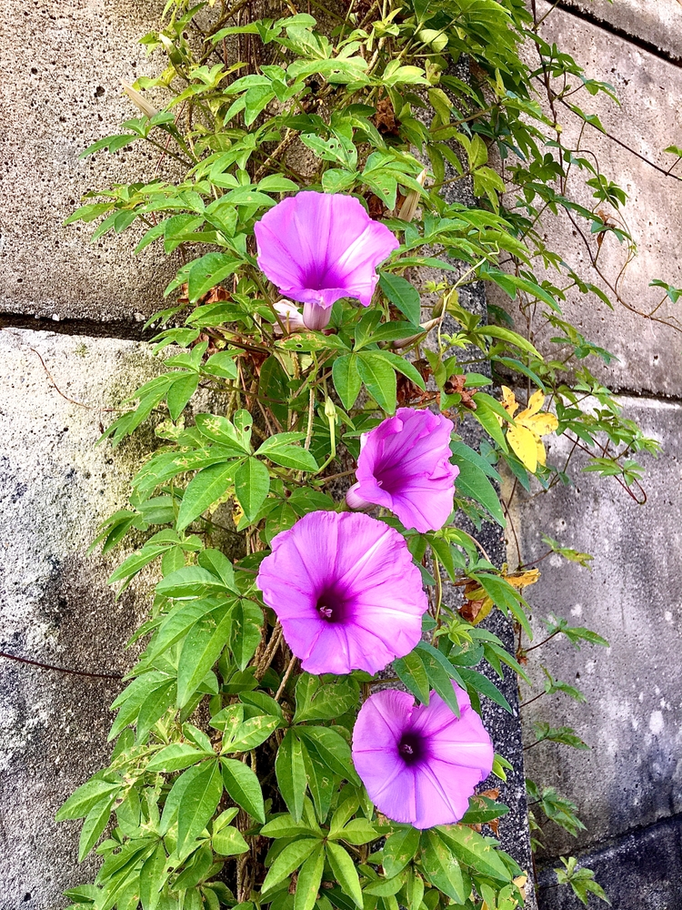 Cairo morning glory (ipomoea cairica) a beautiful flower that creeps up walls