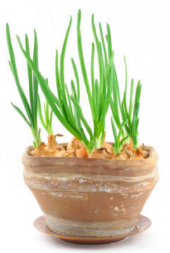Herb Chives growing in pot