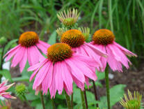 Echinacea is good fro growing in almost any situation. Echinacea is a good showy perennial so can be grown in a herbaceous border.