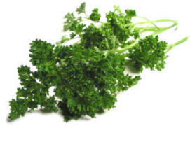 Leaves of Curly Leaved Parsley