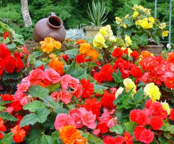 A bed of colourful begonias