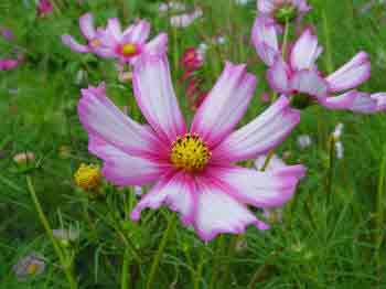 Cosmos pink and white flowers