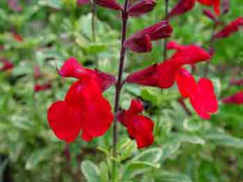 Salvia Half Hardy Perennial