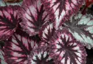 Begonia Rex spectacular foliage