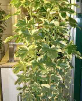 Fatshedera variegated foliage