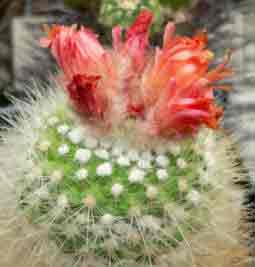 One of many cacti suitable as indoor plant