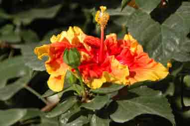 Hibiscus rosa-sinensis - orange