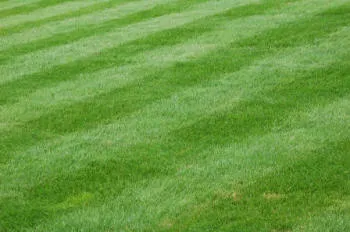 New Lawn still green even when not watered.
