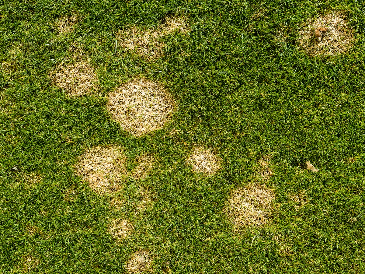 common fungal lawn disease called fusarium patch – Microdochium nivale known as snow mold on golf course