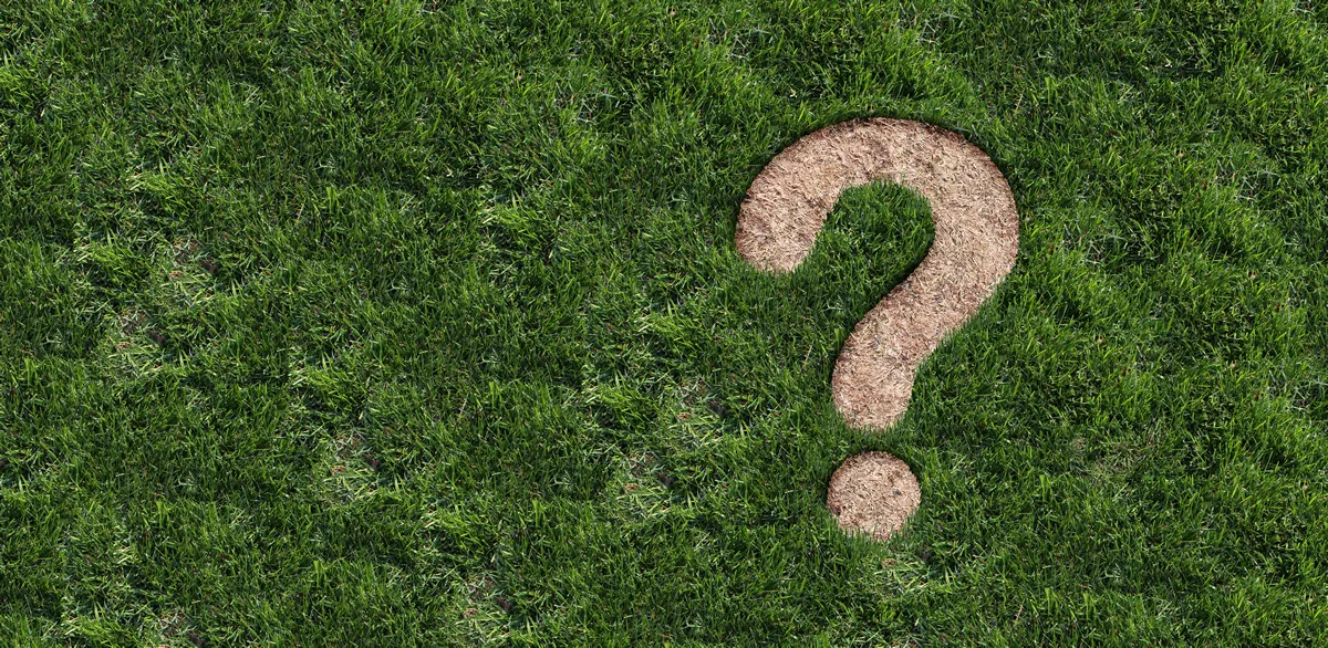 Landscaping questions and Lawn disease question mark as grub damage damaging grass roots causing a brown patch and drought area in the turf representing gardening information or garden help.