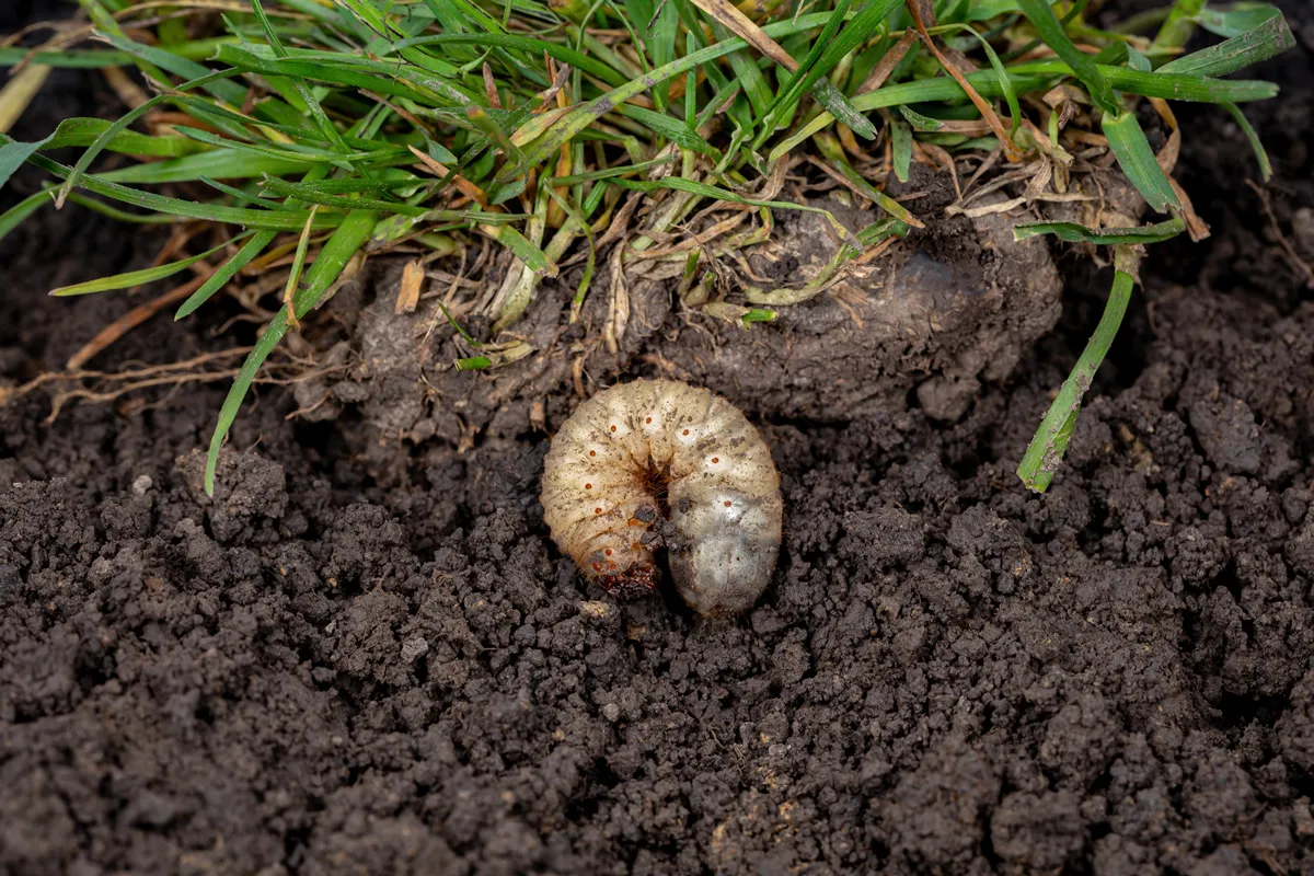 Lawn grub damage as chinch larva damaging grass roots causing a brown patch disease in the turf as a composite image isolated on a white background.