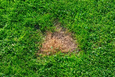 Brown spot on grass from dog urine
