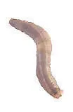 Leatherjacket grub - a pest in the lawn - the larvae of the Cranefly.