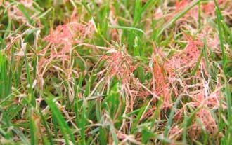 Red Thread Disease