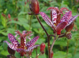 Tricyrtis formosana - The Toad Lily