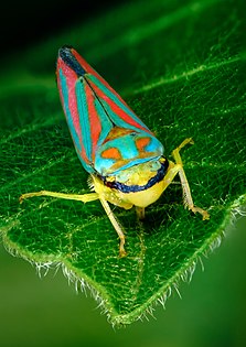 The Candy-striped leaf Hopper Bug