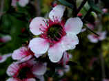 Leptospermum - small colourful shrub with pink flowers