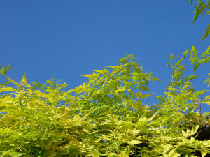 Golden foliage of Summer Jasmine