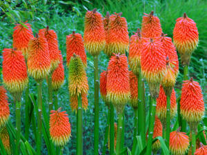 Red Hot Pokers flower clump