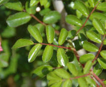 The leaves of Rambling Roses have 7 leaflets