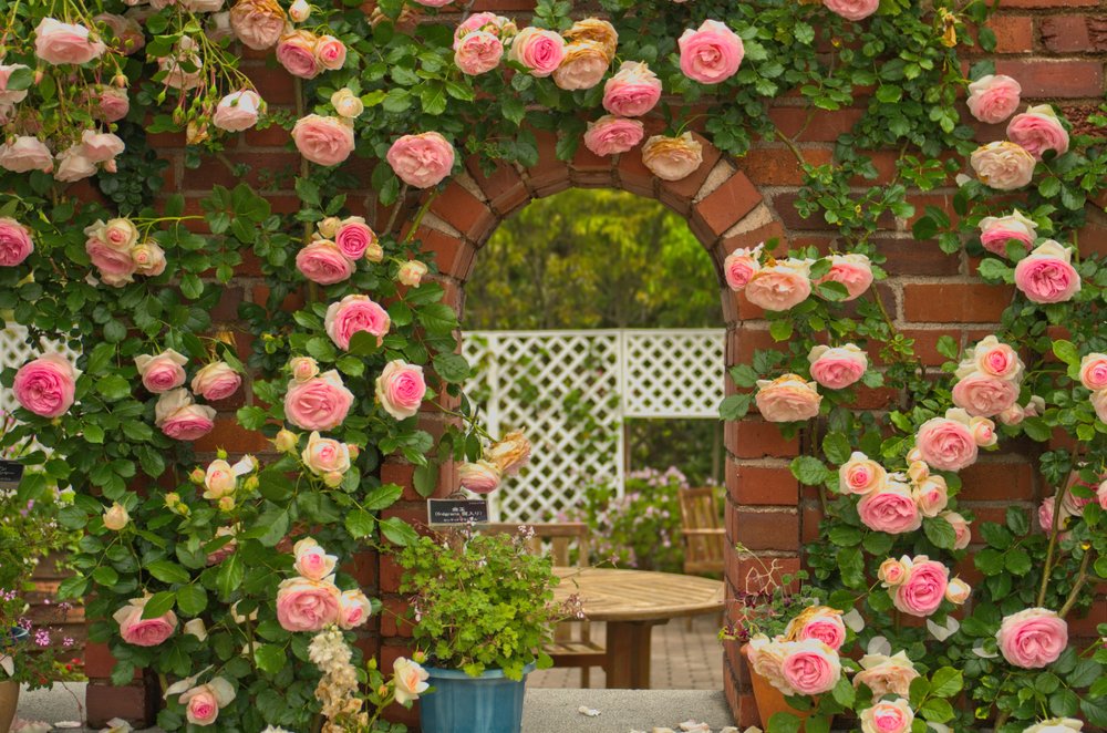 Fukuoka,Kyushu,Japan. - May 16th,2015 : Beautiful Full blooming light pink Eden Climbing Rose (Rosa Eden ,Pierre de Ronsard, Meiviolin) is decorated Uminonakamichi Park ,on a red brick arched windows