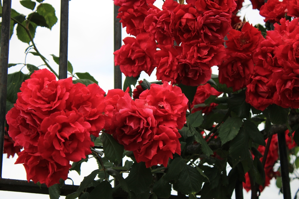 Red climbing rose growing through metal gates close up