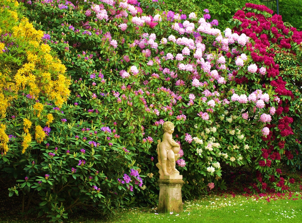 Garden full of Roses