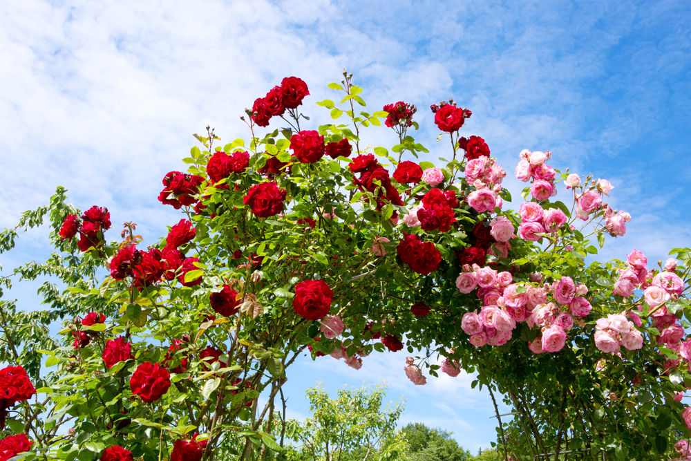 Red and pink climbing roses.