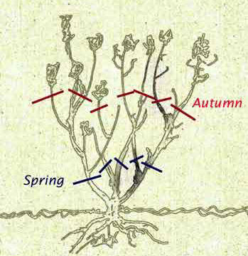 Rose Pruning Diagram