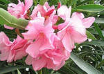 nerium - Oleander - Pink flowered shrub
