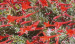 Zauchneria - Californian Fuchsia.