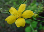 Kerria japonica - single flower
