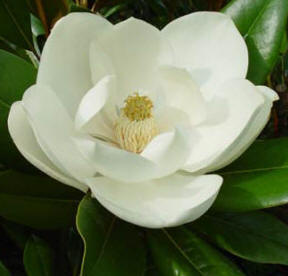 The Evergreen Magnolia - Magnolia grandiflorum - creamy white flowers