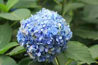Blue Mophead Hydrangea