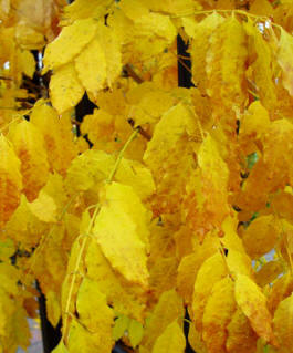 Golden fall autumn foliage of the Wisteria floribunda types.