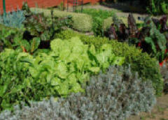Fi Hybrid vegetable plants