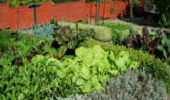 Many vegetables can be grown in a small garden plot