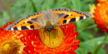 Closeup image of Butterfly - Tortoiseshell
