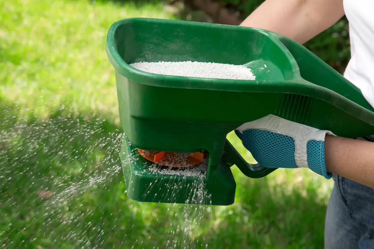 Manual fertilizing of the lawn in back yard in spring time