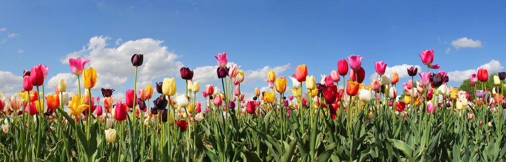 panorama tulip field with various type and color