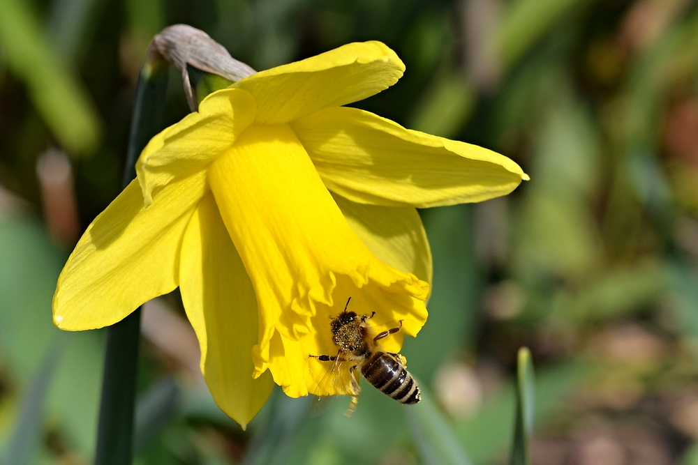 Spring Bees And Insects Wildlife Welcoming: Creating a Spring Planting Haven for Birds, Bees ...