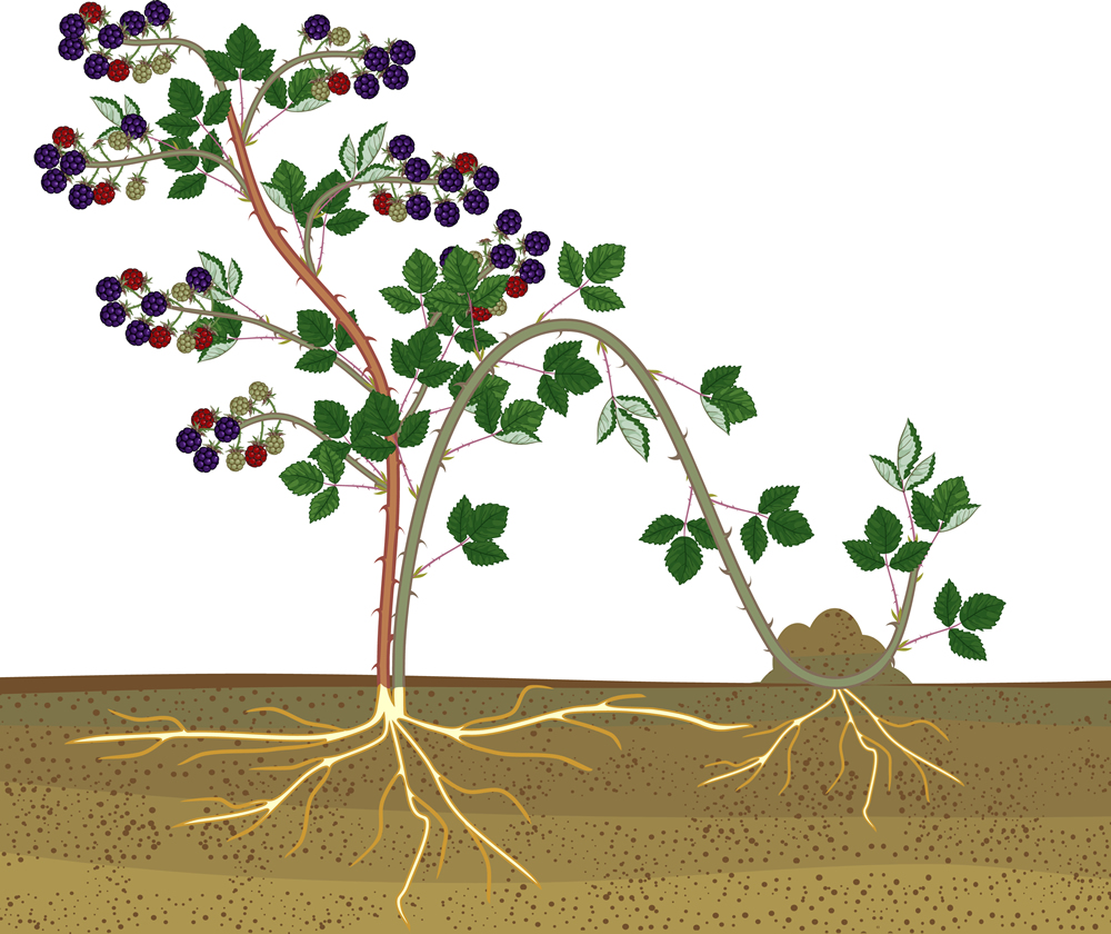 Propagation by layering. Blackberry plant vegetative reproduction scheme isolated on white background