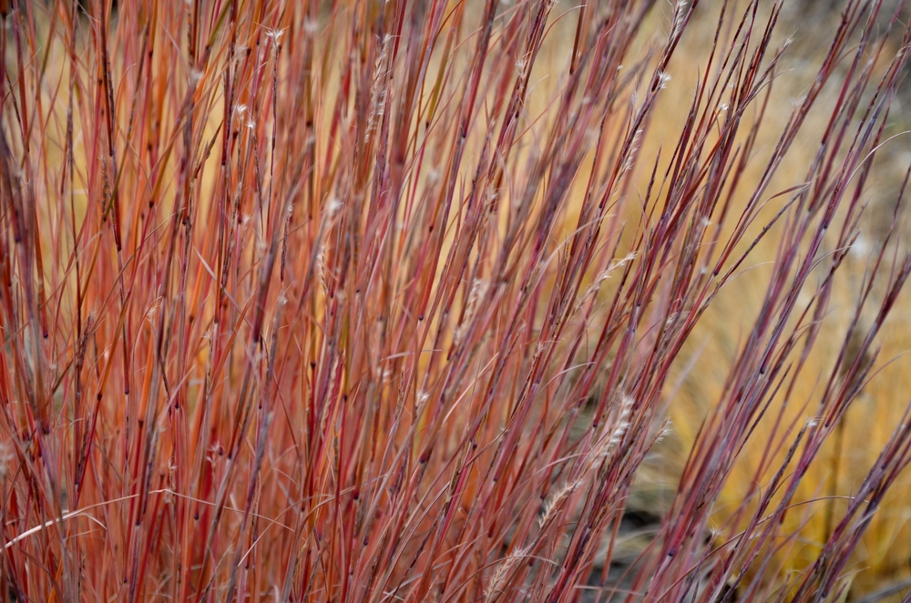 is native to prairies and woods from Maine to Alberta and Idaho, and south to Florida and Arizona. Deer resistant. Native meadows, mass plantings. Low maintenance ornamental grass