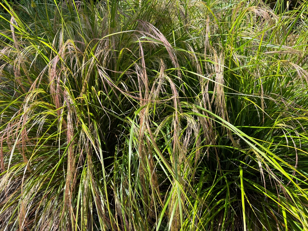 Anemanthele lessoniana 9Syn. Stipa arundinacea) (Pheasant's Tail Grass with flowerheads and the beginnings of summer colour