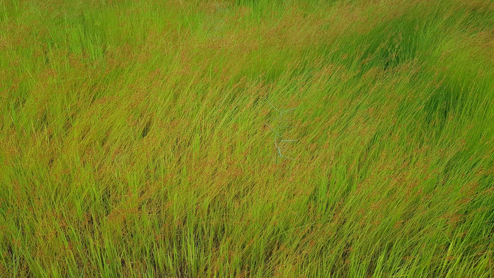 Grass mixed in the paddy fields