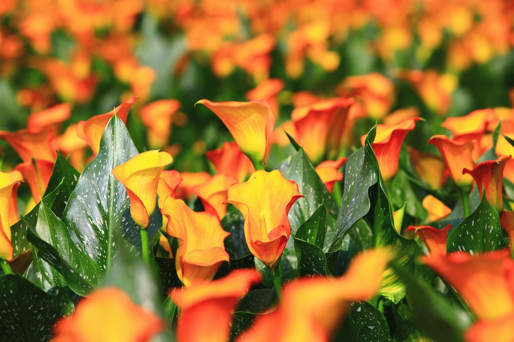 A Field full of Orange Arum lilys, its Latin name Zantedeschia Sumatra
